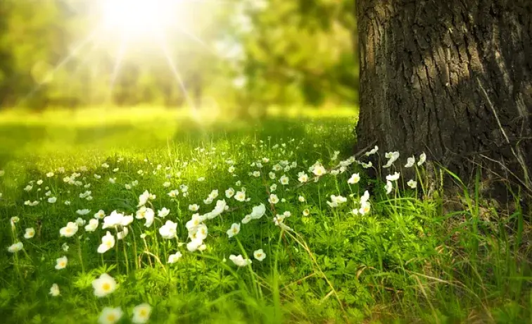 Sommar